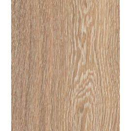 Canyon Oak